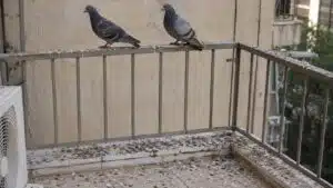 יונים על מעקה מרפסת שירות עם הצטברות לשלשת יבשה מתחתיהן