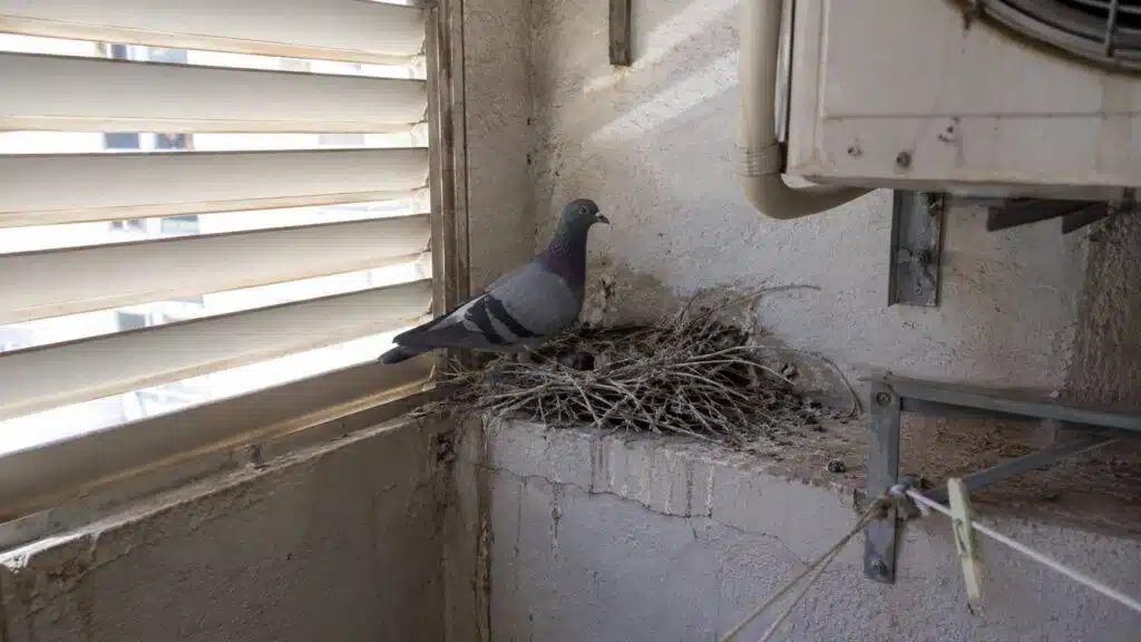 קן יונים עם ביצים על מעקה במסתור כביסה לצד מזגן