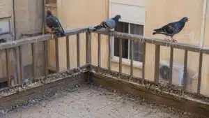 יונים על מעקה מרפסת בדירת מגורים עם הצטברות לשלשת