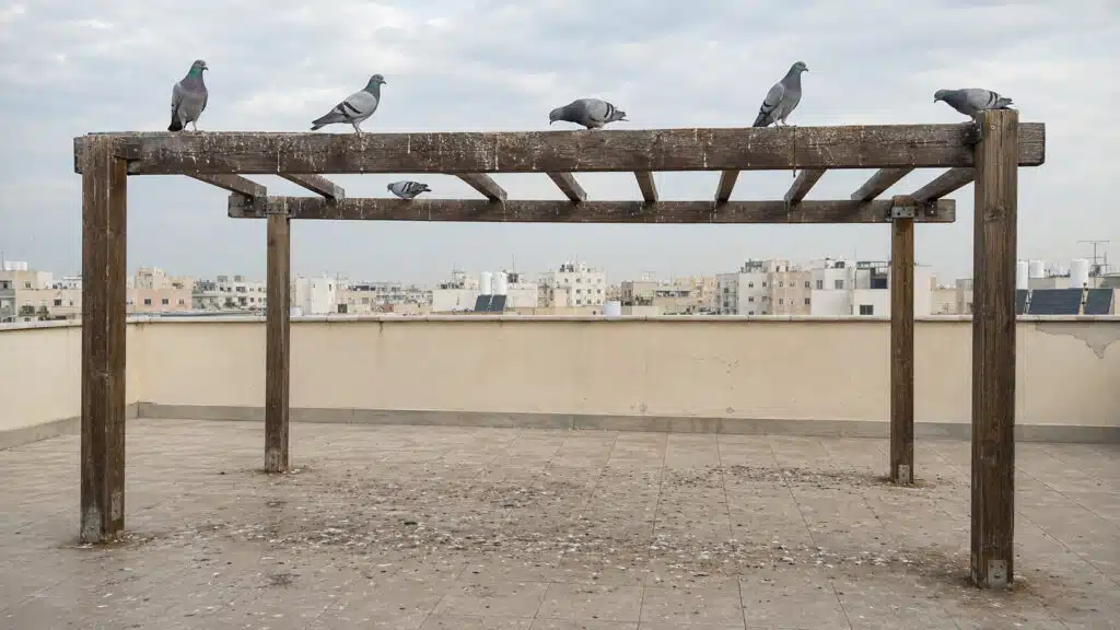 יונים יושבות על קורות פרגולת עץ במרפסת גג של פנטהאוז, עם לשלשת יבשה על הקורות ועל הריצוף