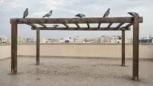 יונים יושבות על קורות פרגולת עץ במרפסת גג של פנטהאוז, עם לשלשת יבשה על הקורות ועל הריצוף